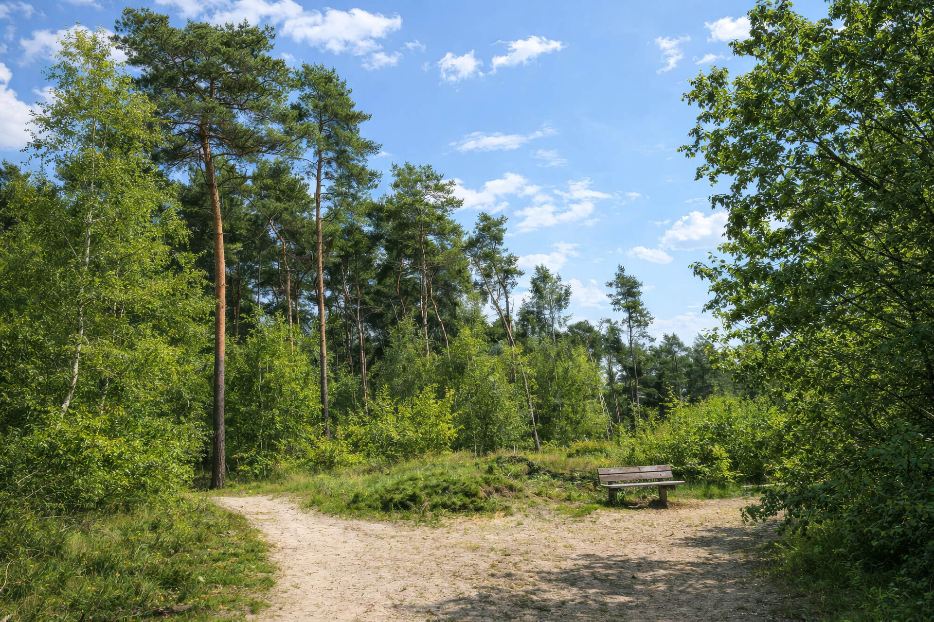 <span>Ontdek de Overloonse Duinen</span> <br>Waar natuur, historie en avontuur elkaar ontmoeten