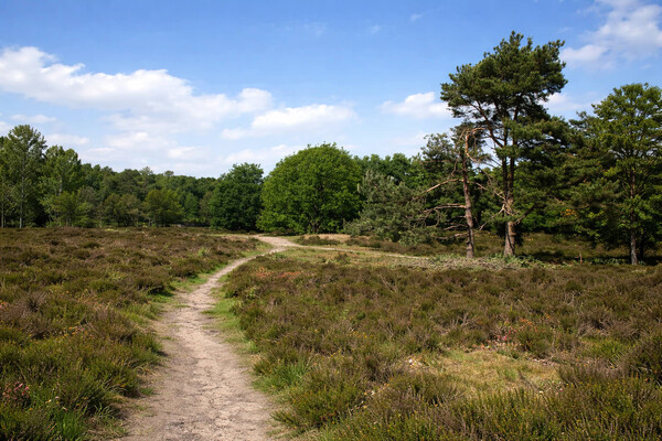 Overloonse Duinen