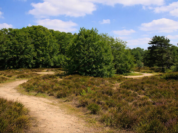image Overloonse Duinen