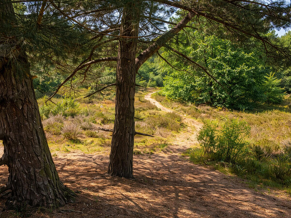 image Overloonse Duinen